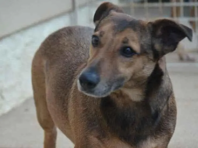 Cachorro ra a  idade 4 anos nome Toni 