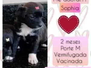 Cachorro raça SRD idade 2 a 6 meses nome Sophia