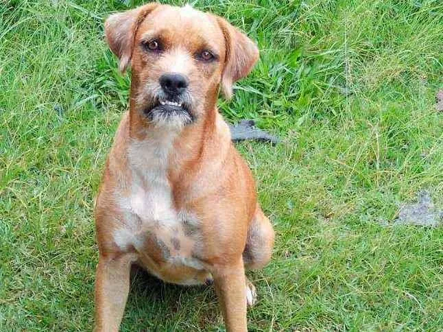 Cachorro ra a Srd idade 6 ou mais anos nome Teca