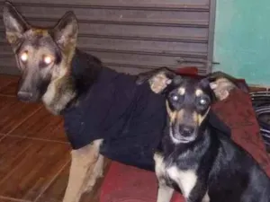 Cachorro raça SRD-ViraLata idade 1 ano nome Nega