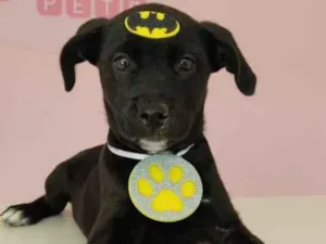 Cachorro raça SRD idade 2 a 6 meses nome Nick 