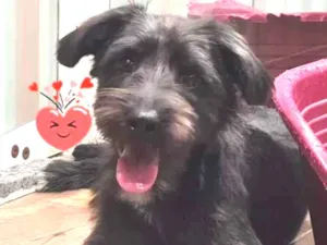 Cachorro raça SRD-ViraLata idade 7 a 11 meses nome ZIGGY