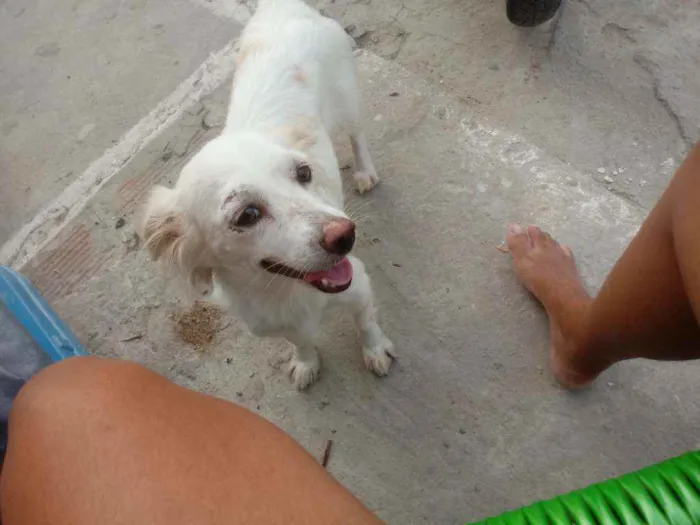 Cachorro raça Srd idade 2 a 6 meses nome Rebeca
