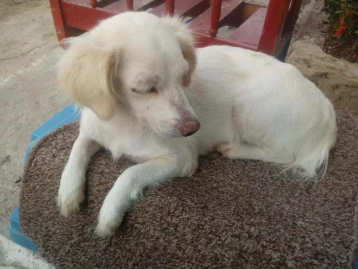 Cachorro raça Srd idade 2 a 6 meses nome Rebeca