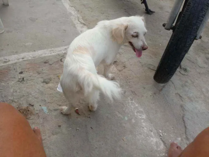 Cachorro raça Srd idade 2 a 6 meses nome Rebeca