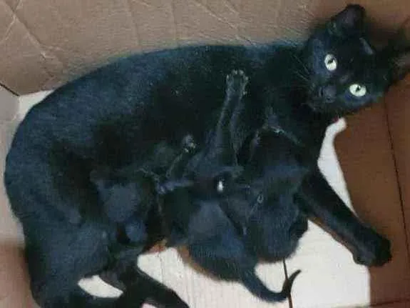 Gato raça  idade Abaixo de 2 meses nome Filhotes da nina 