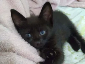 Gato raça  idade Abaixo de 2 meses nome Luna 