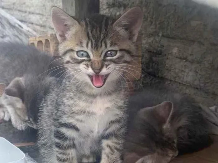 Gato ra a Sem raça  idade  nome Gatinhos 