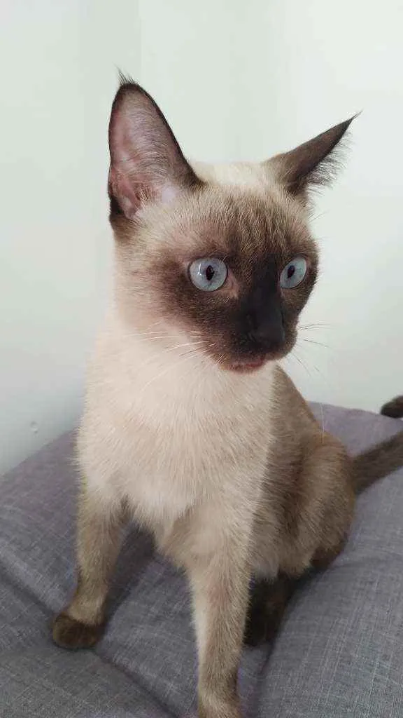 Gato ra a Siamesa idade 7 a 11 meses nome Princesa Leia