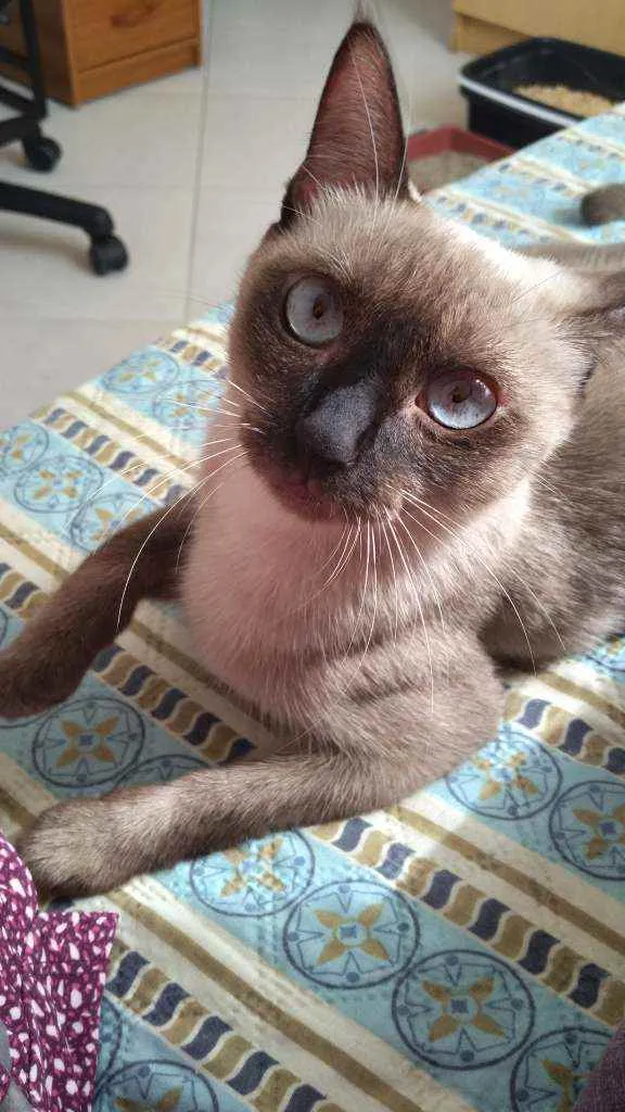 Gato ra a Siamesa idade 7 a 11 meses nome Princesa Leia