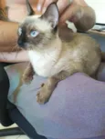 Princesa Leia