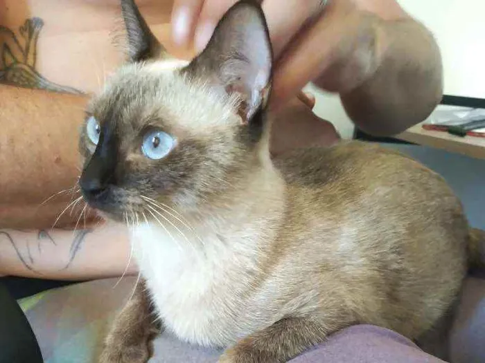 Gato ra a Siamesa idade 7 a 11 meses nome Princesa Leia