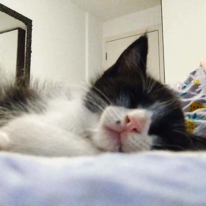 Gato ra a SRD idade Abaixo de 2 meses nome Clint
