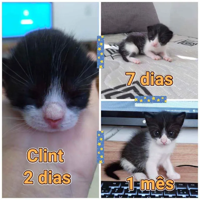 Gato ra a SRD idade Abaixo de 2 meses nome Clint