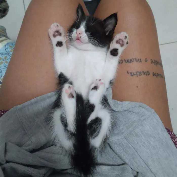 Gato ra a SRD idade Abaixo de 2 meses nome Clint