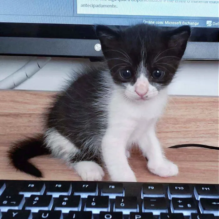 Gato ra a SRD idade Abaixo de 2 meses nome Clint