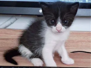 Gato raça SRD idade Abaixo de 2 meses nome Clint