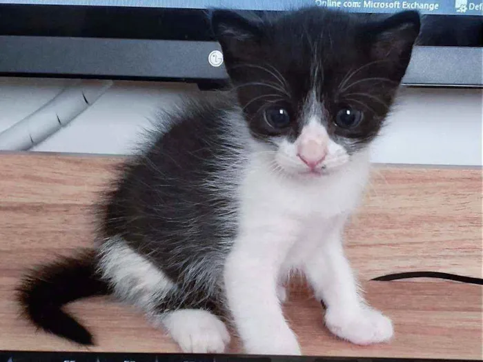 Gato ra a SRD idade Abaixo de 2 meses nome Clint