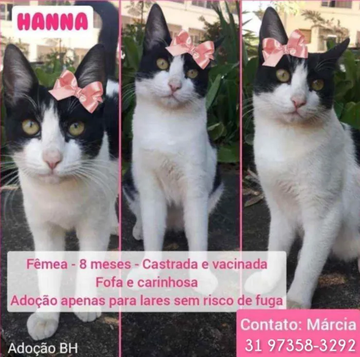 Gato raça Srd idade 7 a 11 meses nome Hanna