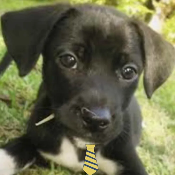 Cachorro ra a Mestiço  idade 2 a 6 meses nome Duque 