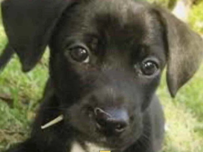 Cachorro ra a Mestiço  idade 2 a 6 meses nome Duque 