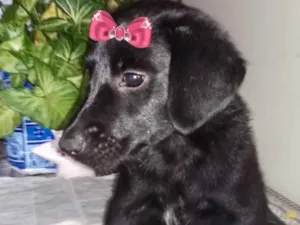 Cachorro raça Mestiça  idade 2 a 6 meses nome Maya 