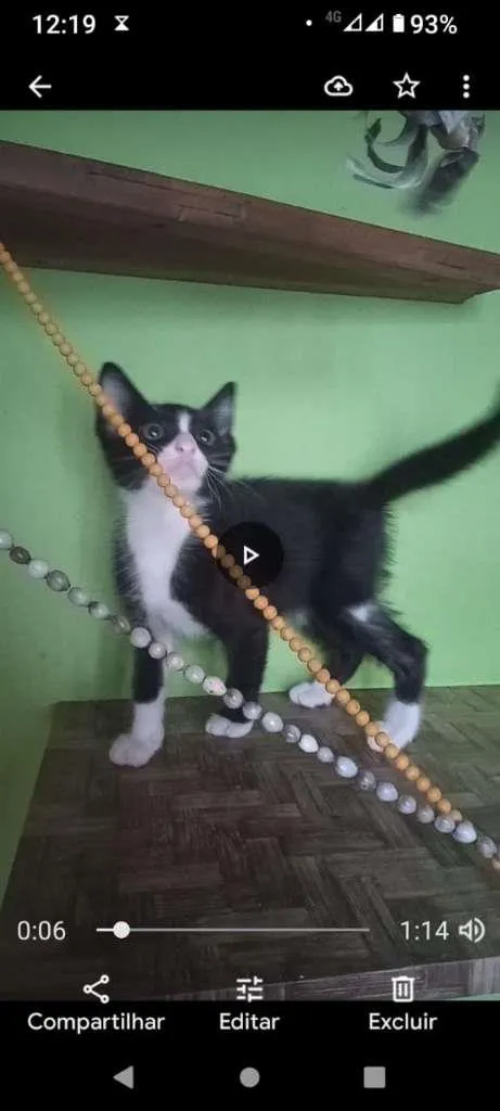 Gato ra a SRA idade 2 a 6 meses nome BELEZURA
