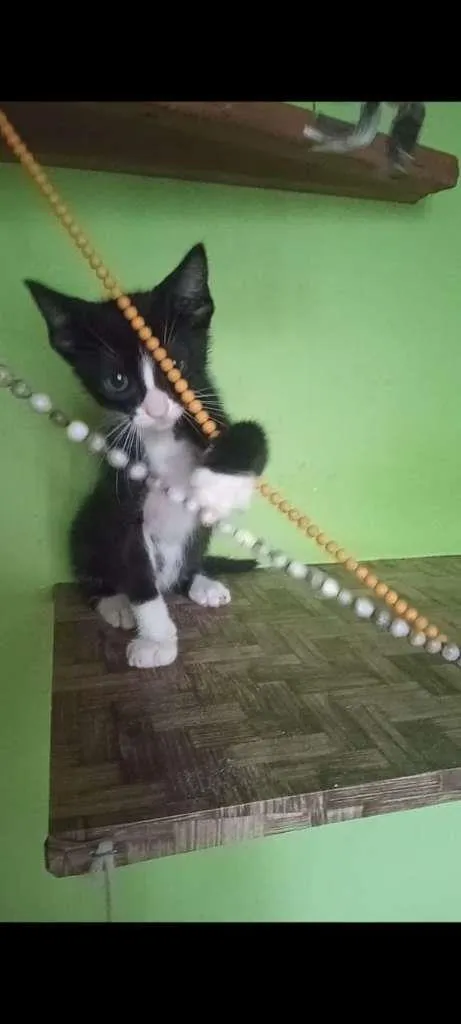 Gato ra a SRA idade 2 a 6 meses nome BELEZURA