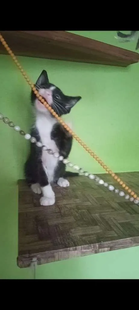 Gato ra a SRA idade 2 a 6 meses nome BELEZURA