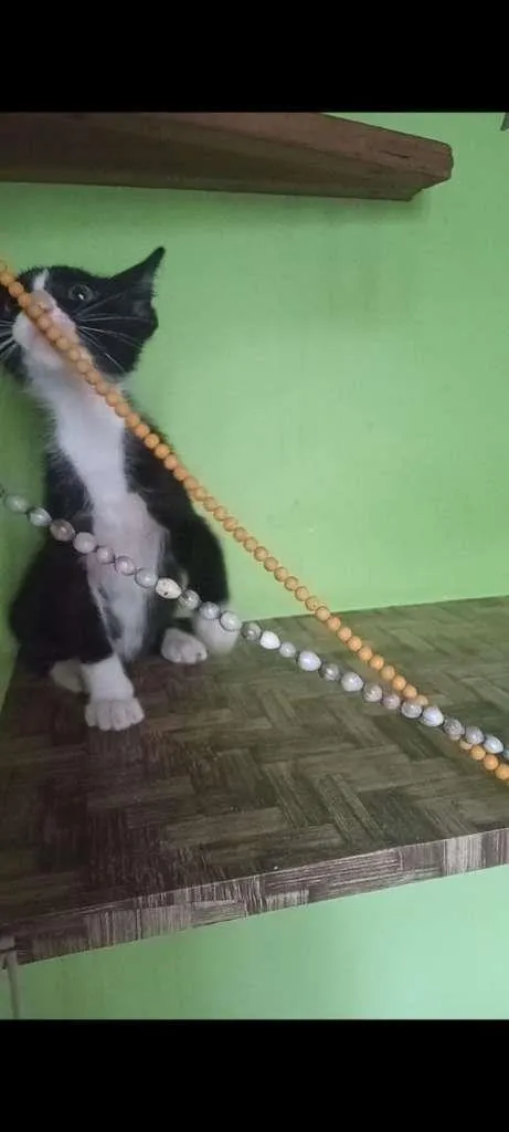 Gato ra a SRA idade 2 a 6 meses nome BELEZURA