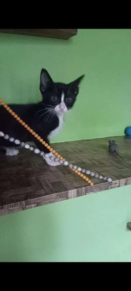 Gato ra a SRA idade 2 a 6 meses nome BELEZURA