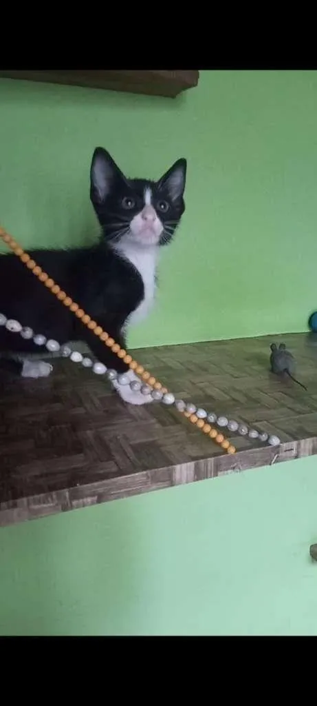 Gato ra a SRA idade 2 a 6 meses nome BELEZURA