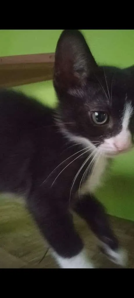 Gato ra a SRA idade 2 a 6 meses nome BELEZURA
