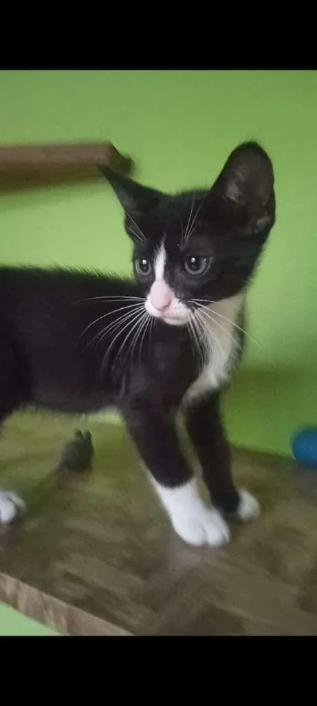 Gato ra a SRA idade 2 a 6 meses nome BELEZURA