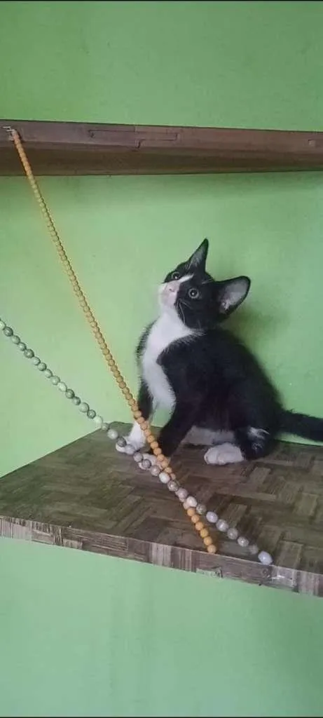 Gato ra a SRA idade 2 a 6 meses nome BELEZURA