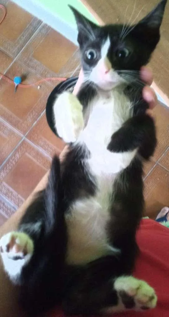 Gato ra a SRA idade 2 a 6 meses nome BELEZURA