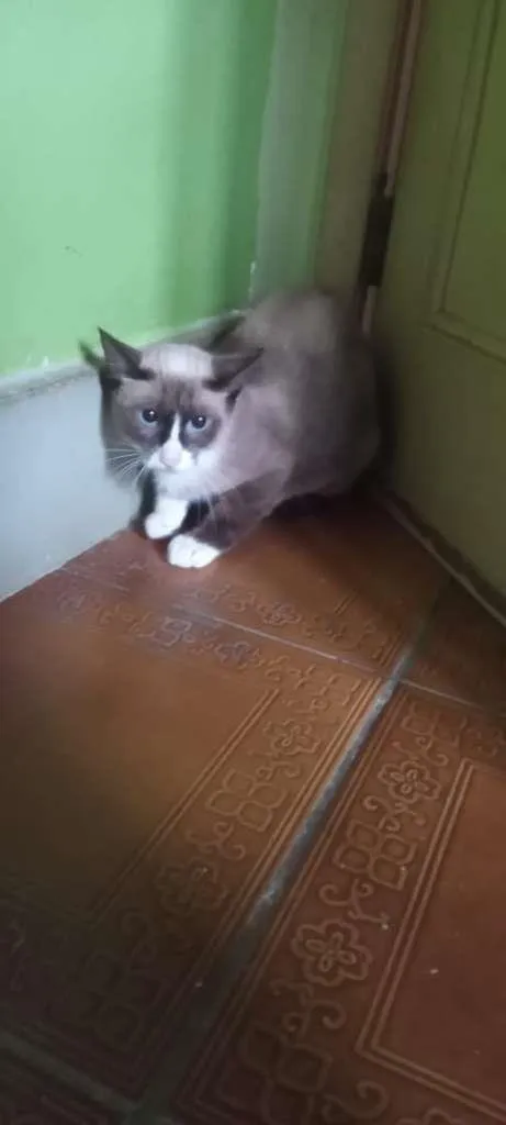 Gato ra a SRD idade 1 ano nome Pandinha