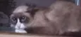 Pandinha