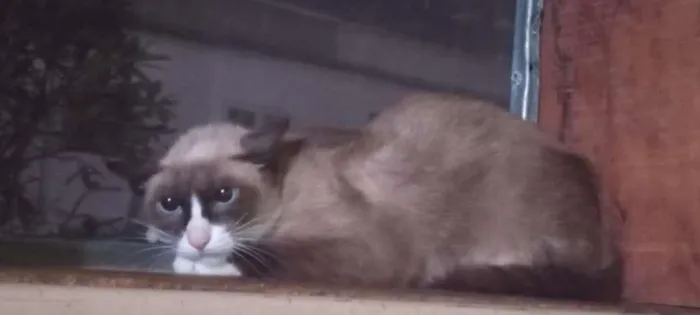 Gato ra a SRD idade 1 ano nome Pandinha