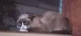 Pandinha