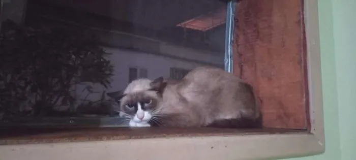 Gato ra a SRD idade 1 ano nome Pandinha