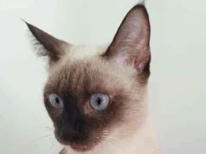 Gato raça Siamesa idade 7 a 11 meses nome Princesa Leia