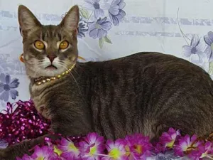 Gato raça SRD idade 1 ano nome Hope