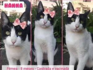 Gato raça Srd idade 7 a 11 meses nome Hanna