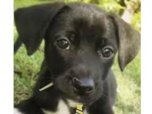 Cachorro raça Mestiço  idade 2 a 6 meses nome Duque 