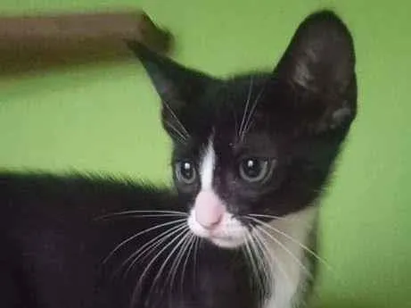 Gato ra a SRA idade 2 a 6 meses nome BELEZURA