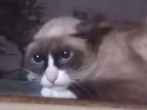 Gato raça SRD idade 1 ano nome Pandinha