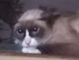 Pandinha