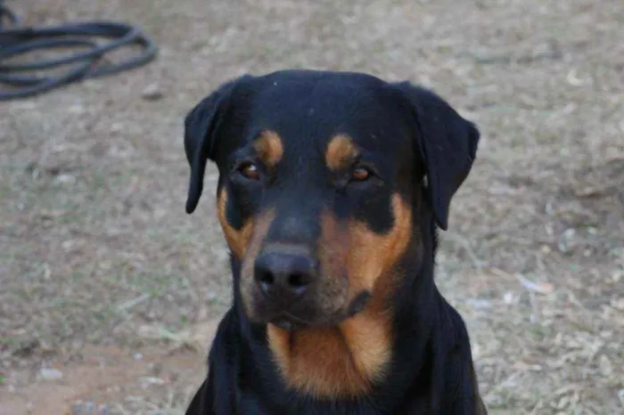 Cachorro ra a Rottweiler idade 3 anos nome Charmoso