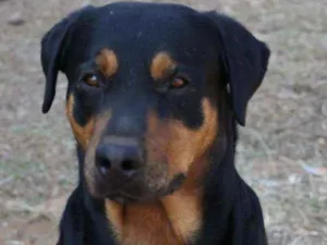 Cachorro raça Rottweiler idade 3 anos nome Charmoso